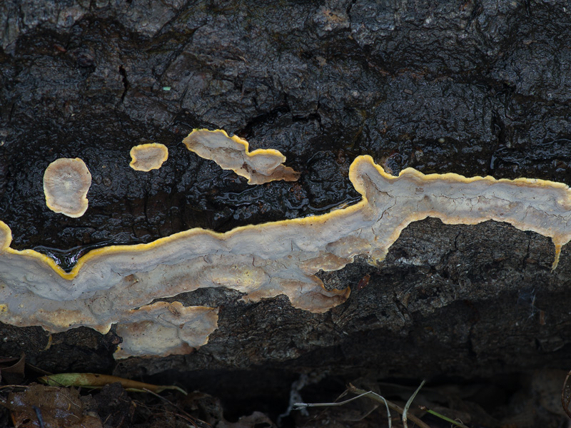 Xylobolus subpileatus